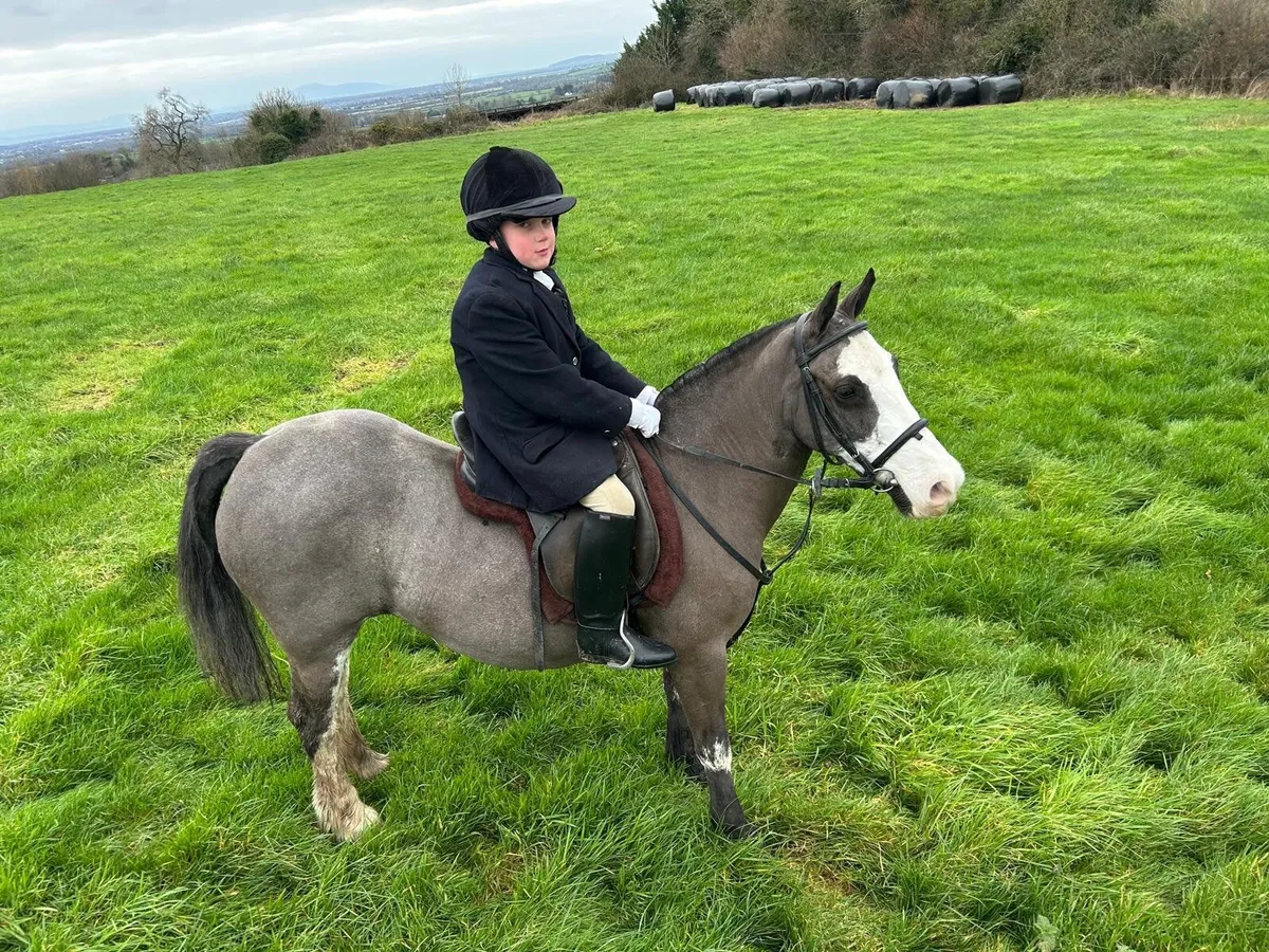 Pony - Image 1