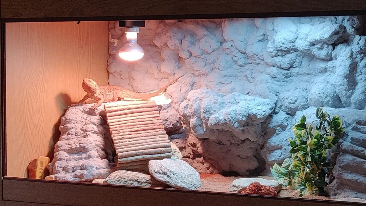 Leather back Bearded Dragon - Image 3