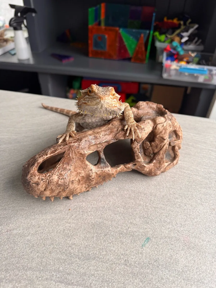 Bearded lizard - Image 1