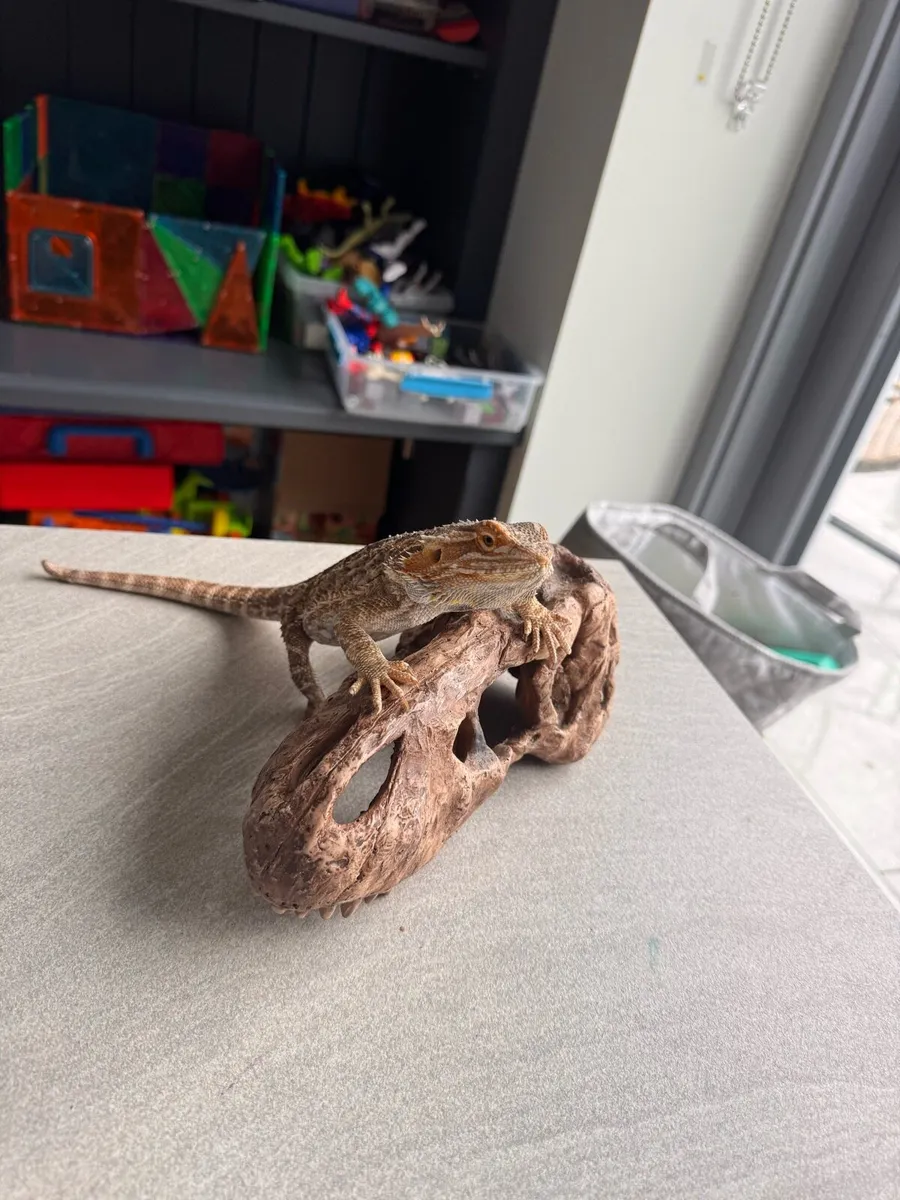 Bearded lizard - Image 2