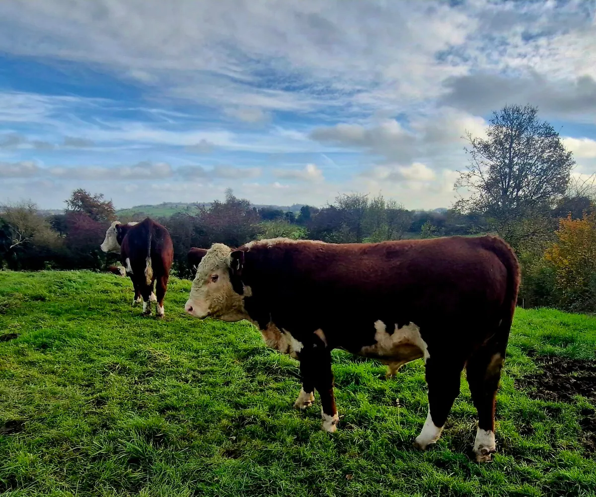 5⭐️Hereferd bulls - Image 4
