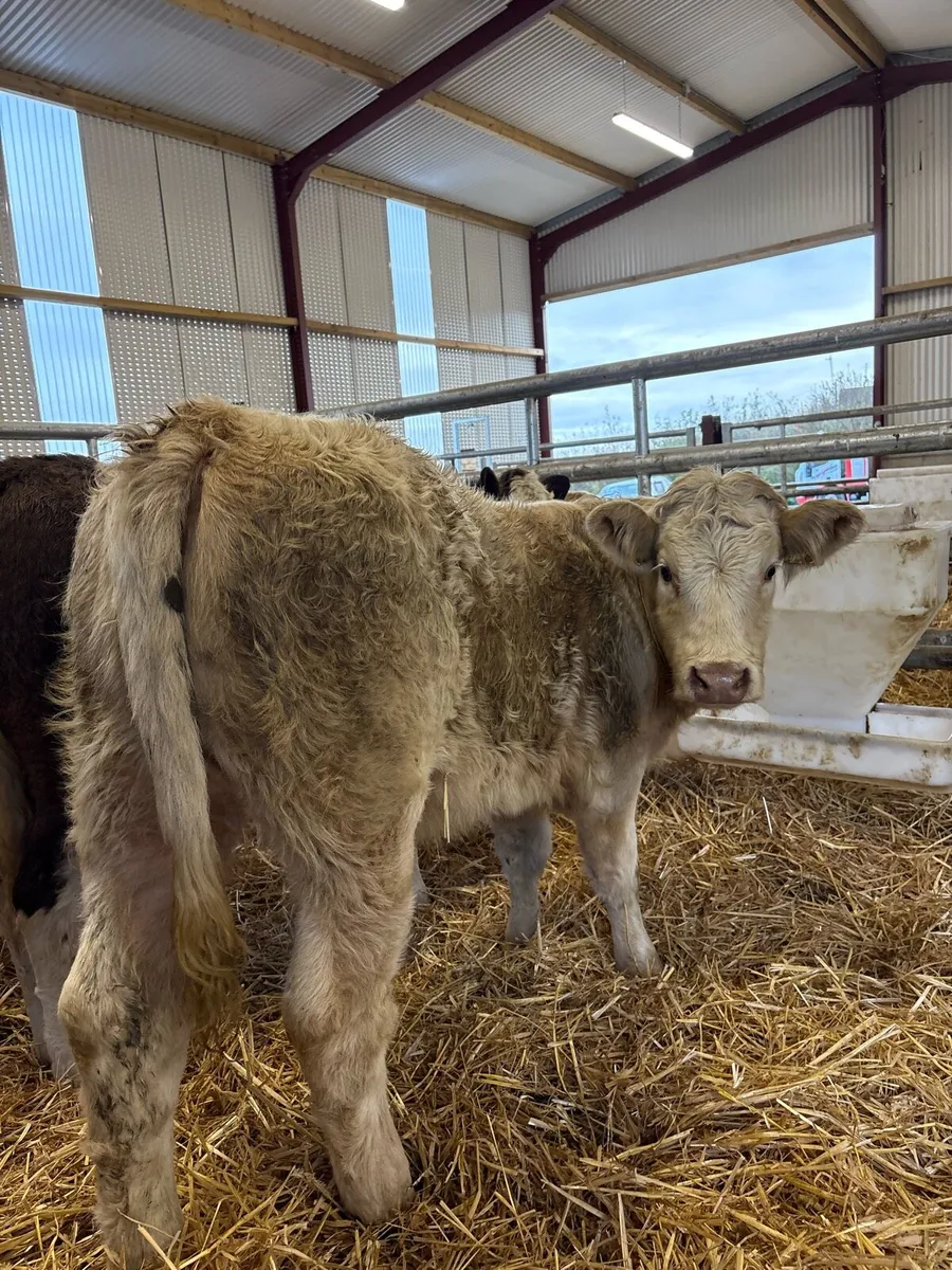 5 super 260kg suckler bred heifers for sale😍 - Image 2