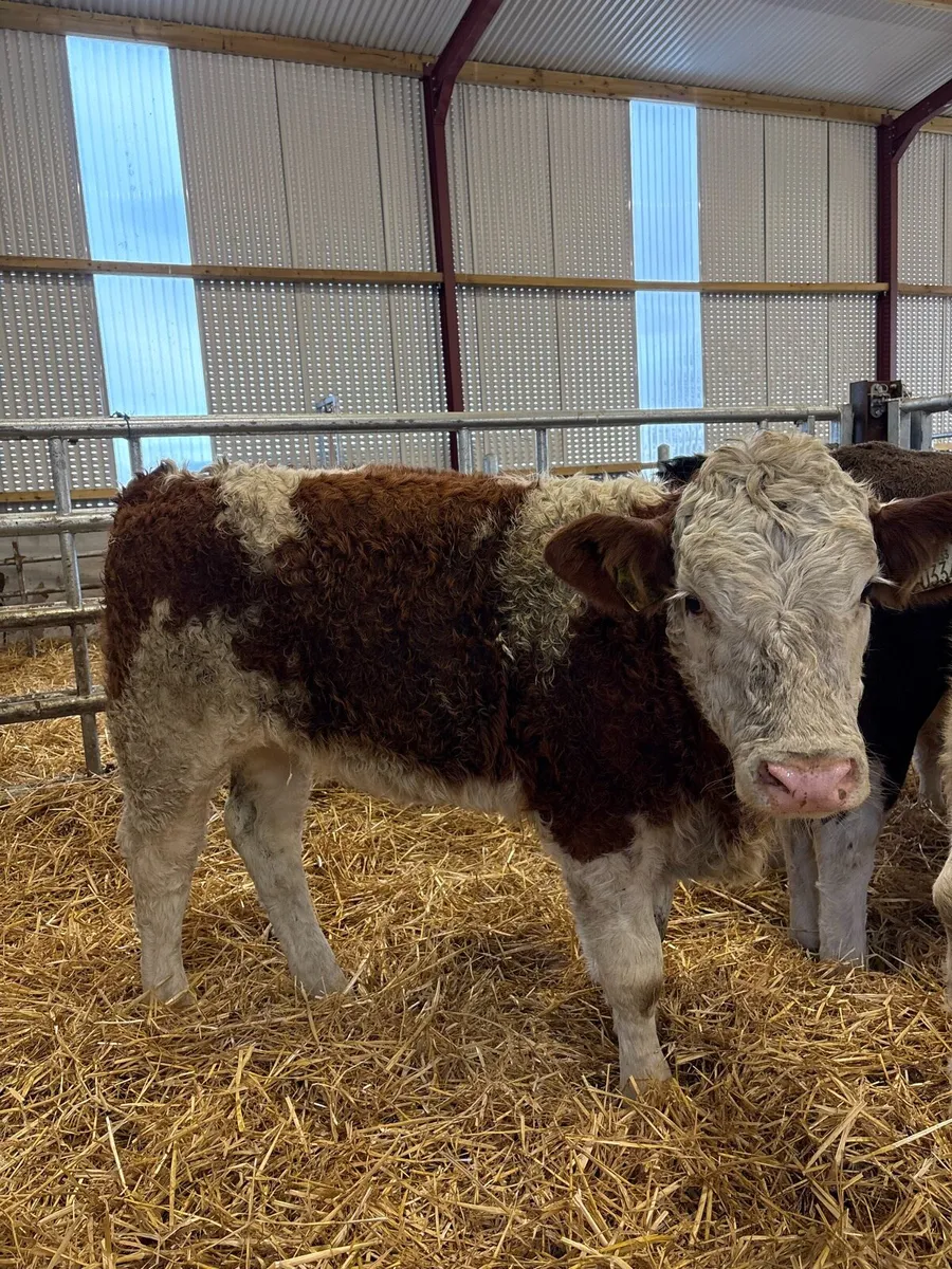 5 super 260kg suckler bred heifers for sale😍 - Image 3