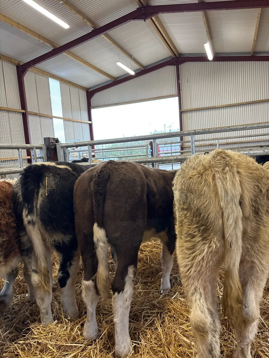 5 super 260kg suckler bred heifers for sale😍 - Image 4