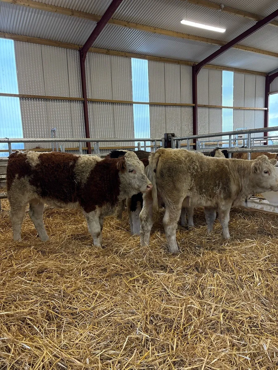 5 super 260kg suckler bred heifers for sale😍 - Image 1