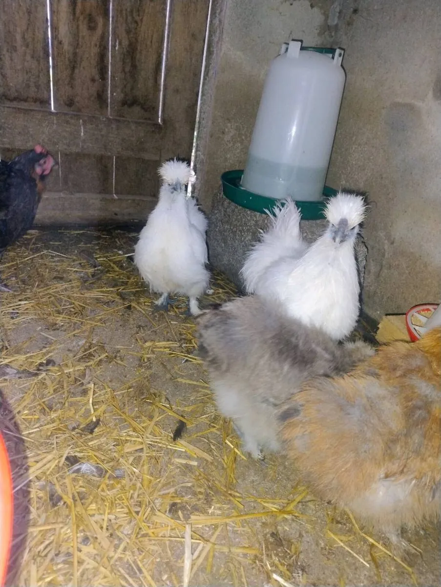 Slikie rooster - Image 2