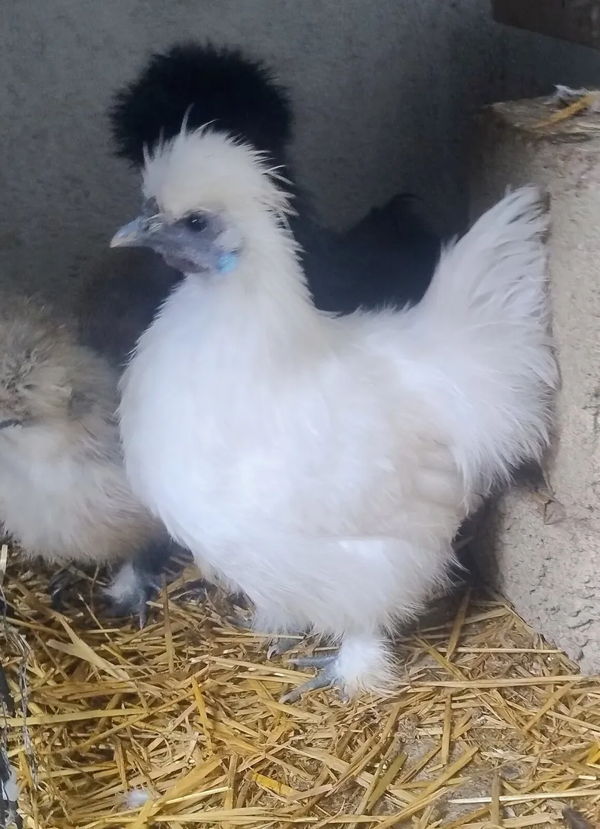 Slikie rooster - Image 1