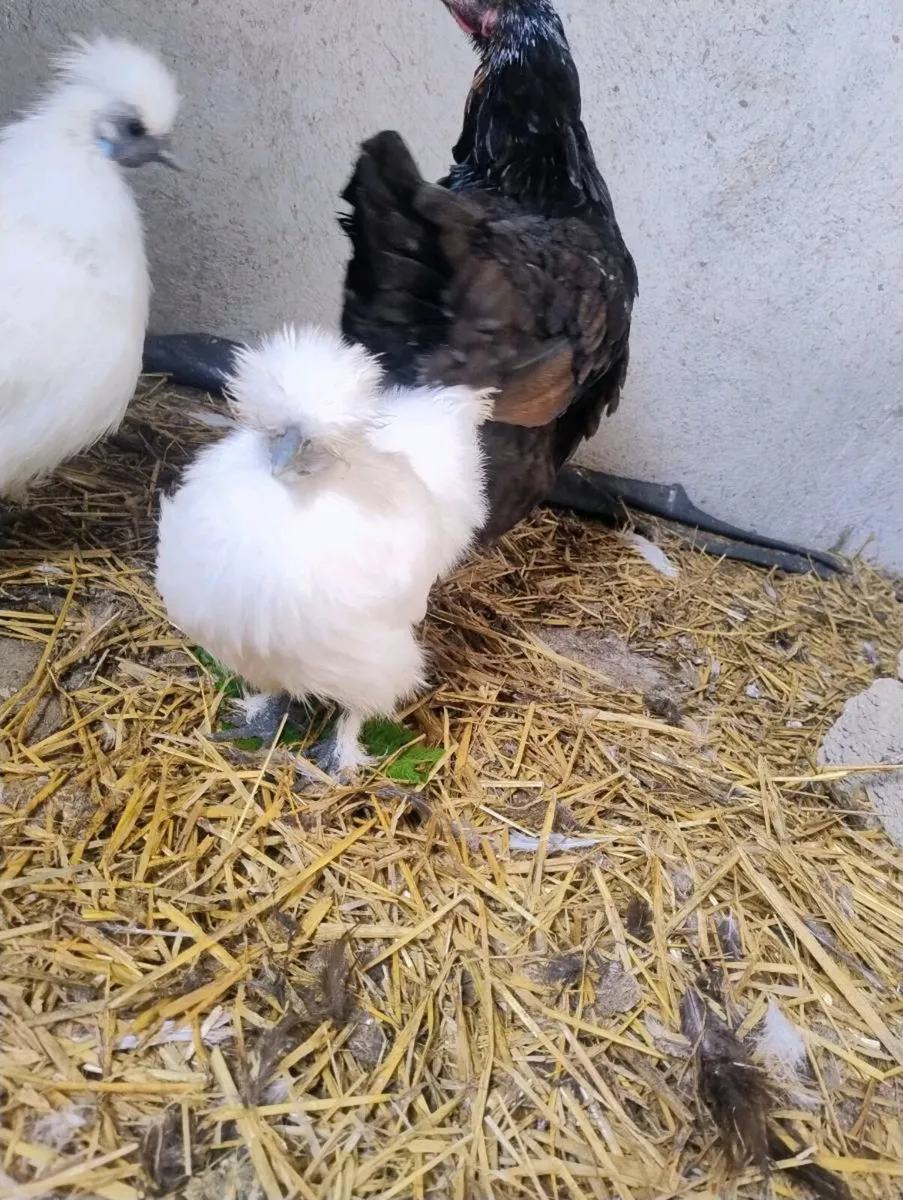 Slikie rooster - Image 3