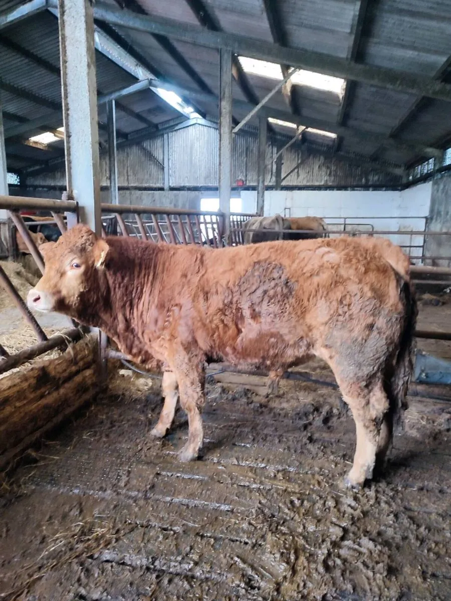 Pedigree limousin bull - Image 1