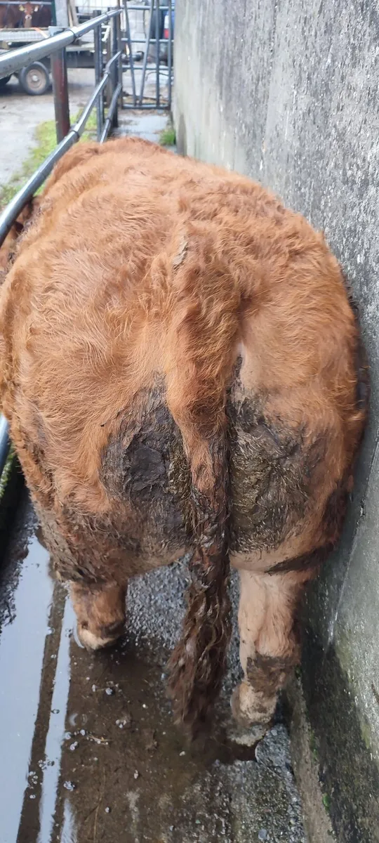 Pedigree limousin bull - Image 2