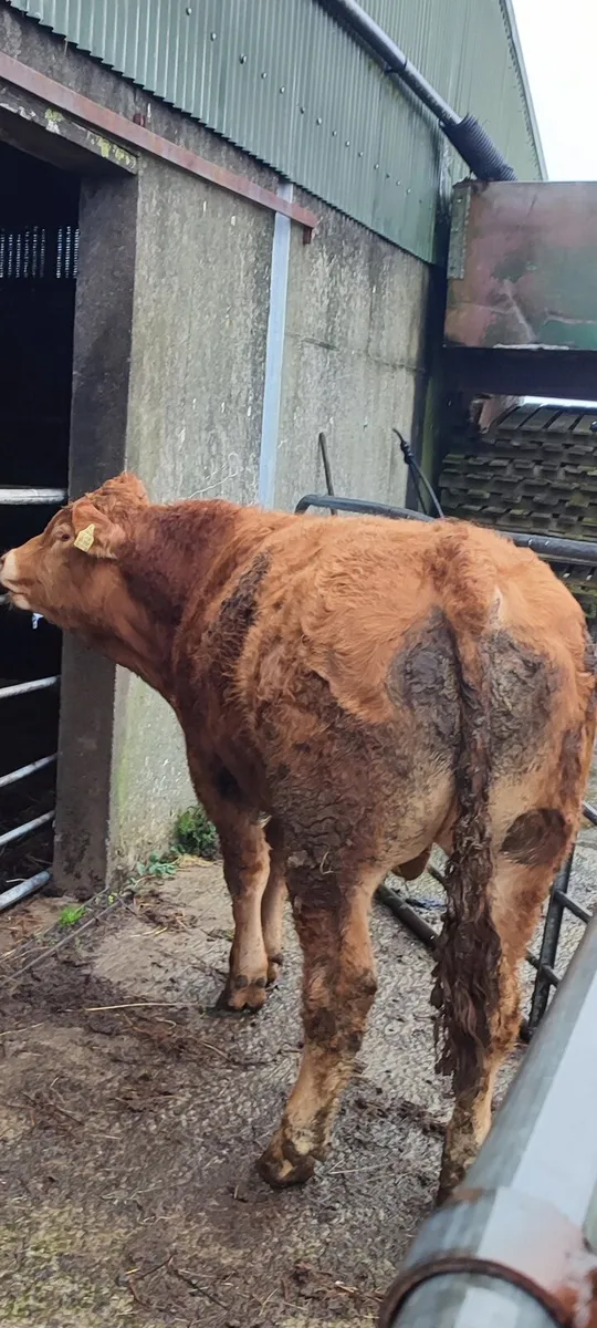 Pedigree limousin bull - Image 3