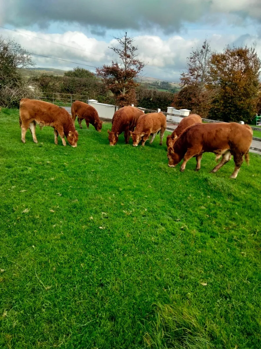 7 Suckler bred Limousin Bulls - Image 1