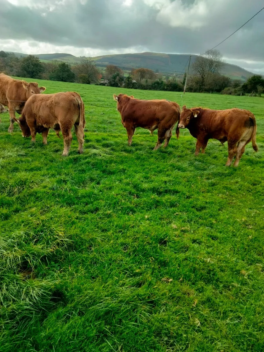7 Suckler bred Limousin Bulls - Image 2