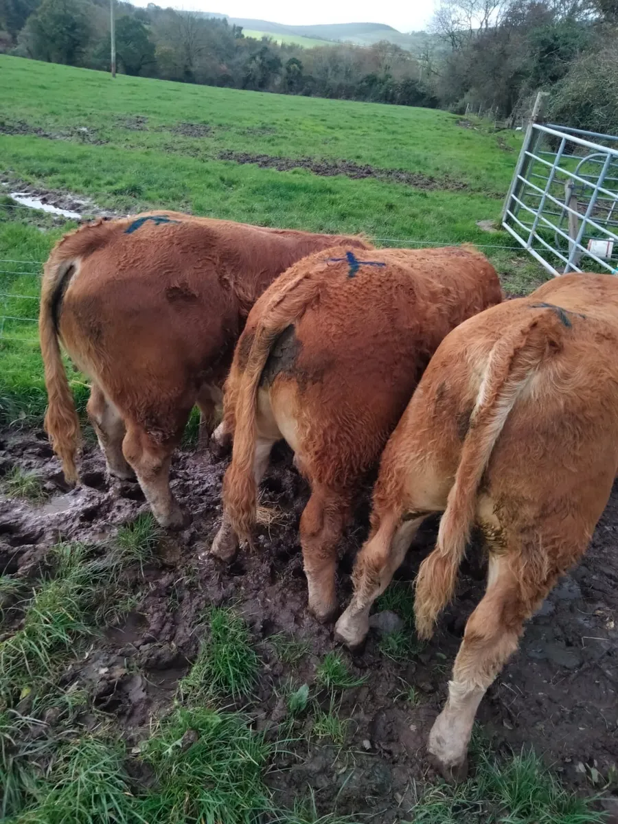 7 Suckler bred Limousin Bulls - Image 3