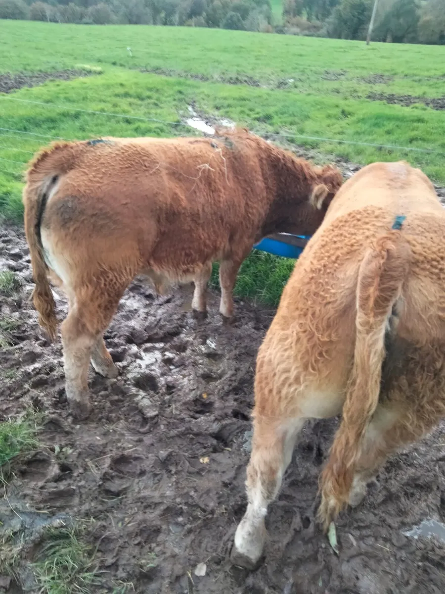 7 Suckler bred Limousin Bulls - Image 4