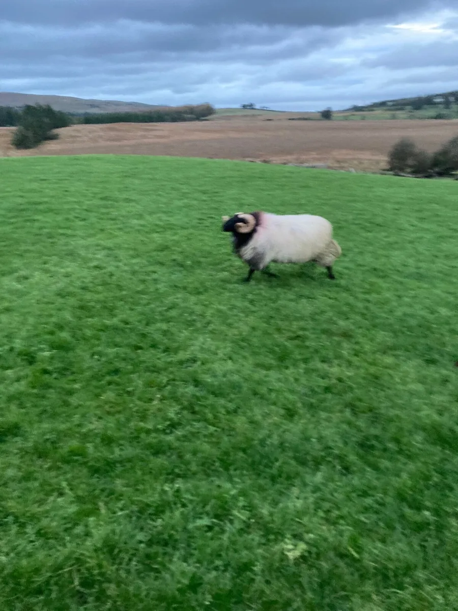 Hogget ram SIS approved - Image 2