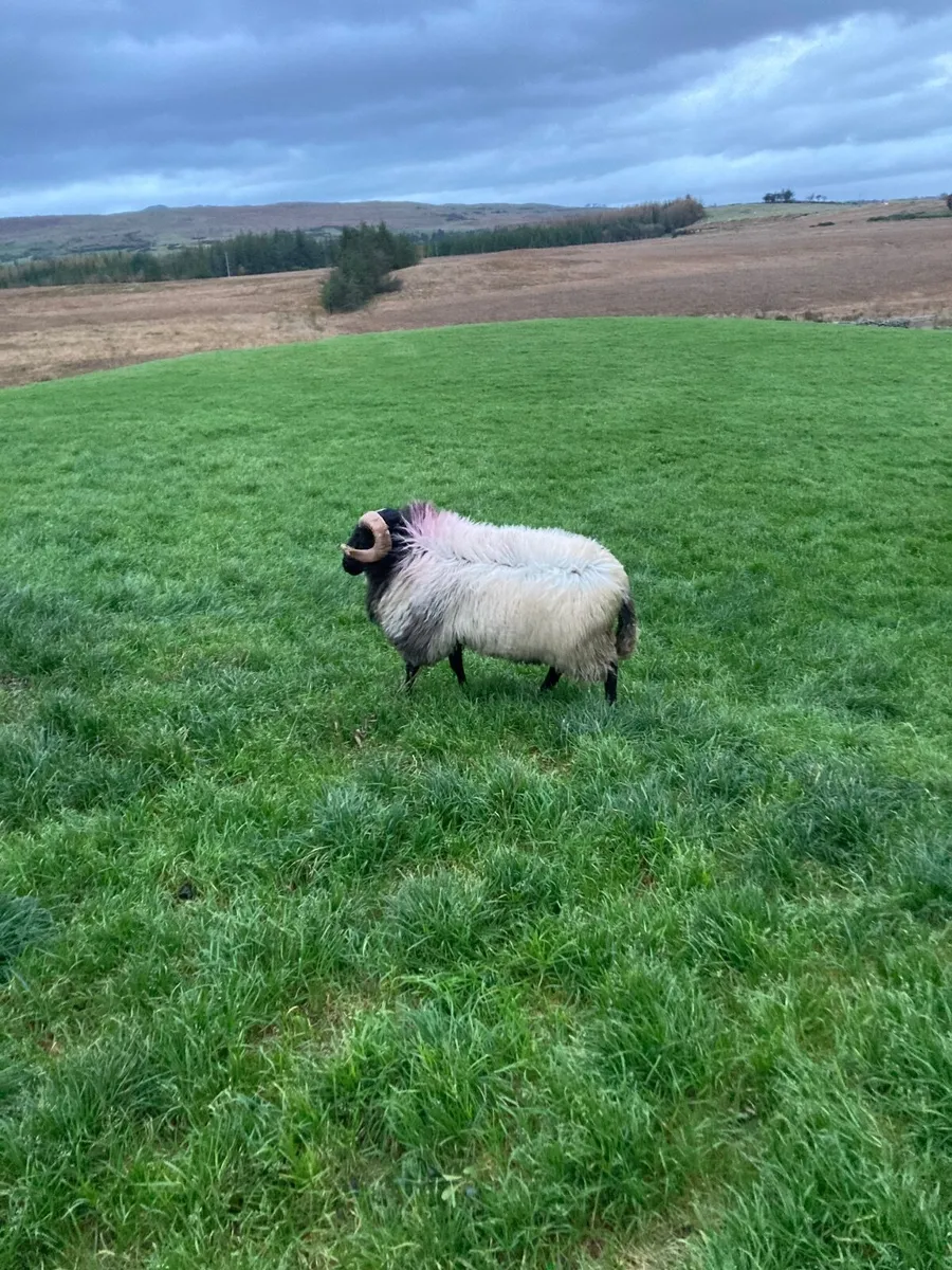 Hogget ram SIS approved - Image 3