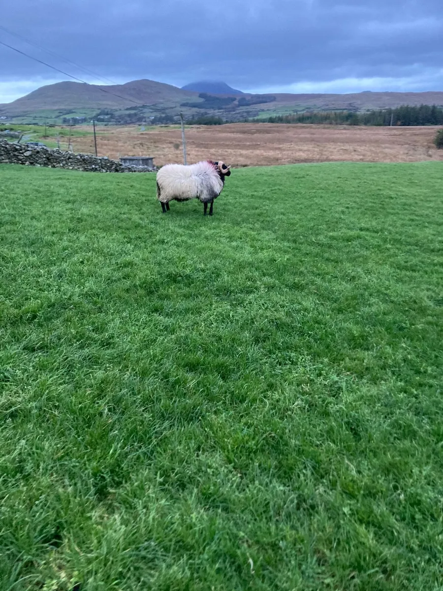 Hogget ram SIS approved - Image 1