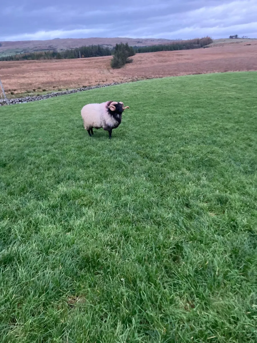 Hogget ram SIS approved - Image 4