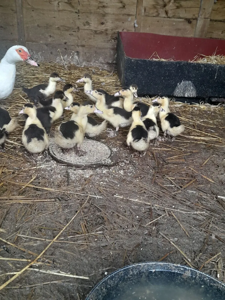 Muscovy Ducklings