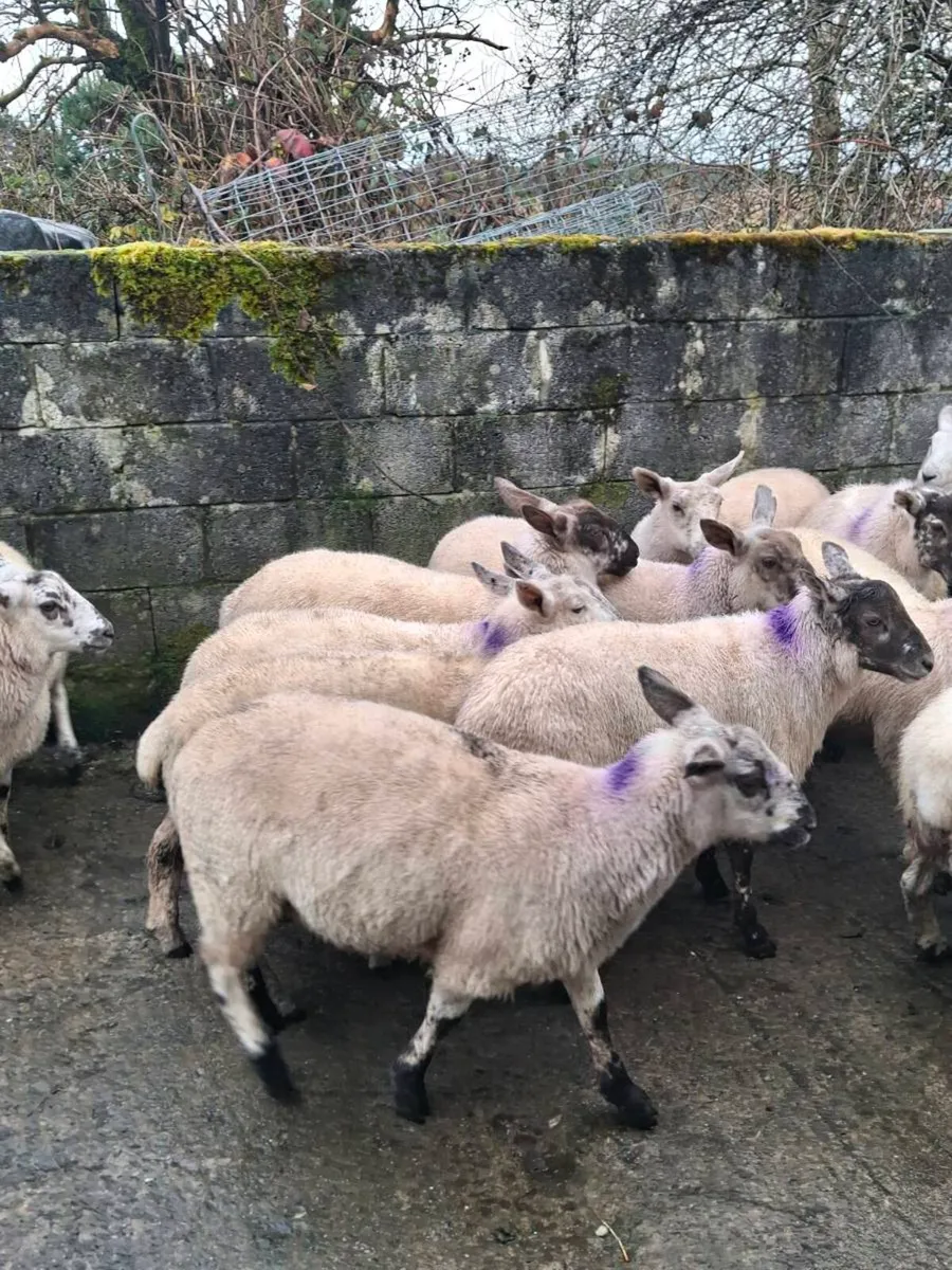 18 ewe lambs - Image 3