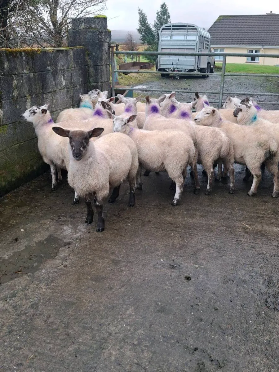 18 ewe lambs - Image 4