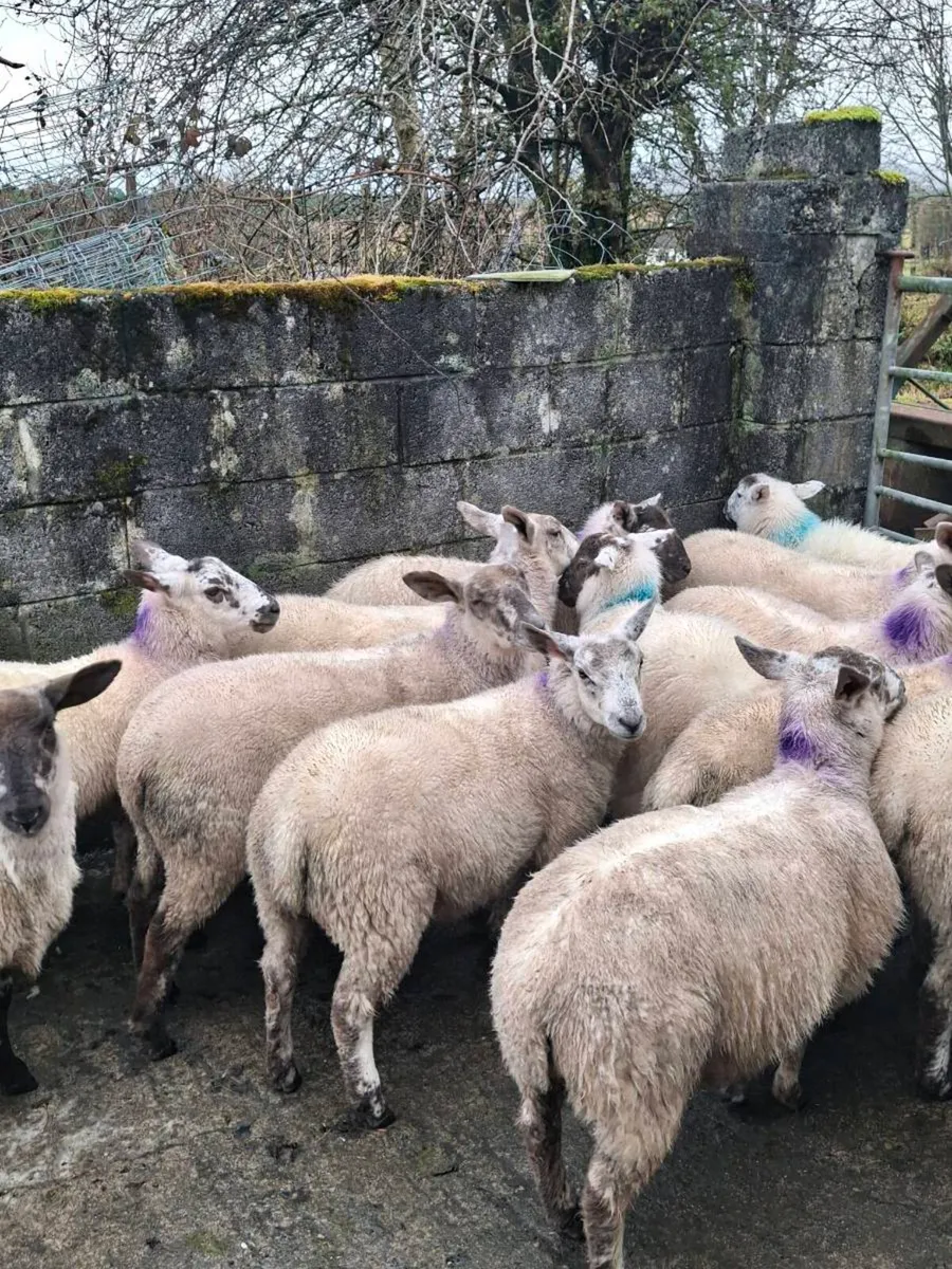 18 ewe lambs - Image 2