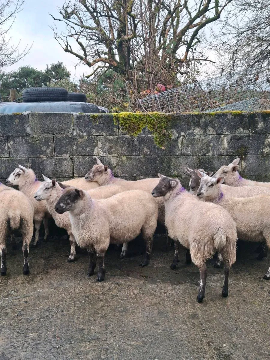 18 ewe lambs - Image 1