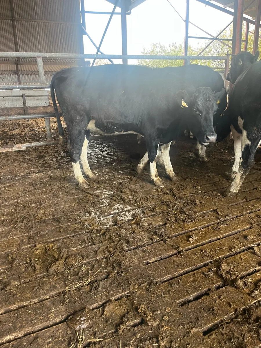 In calf heifers - Image 4