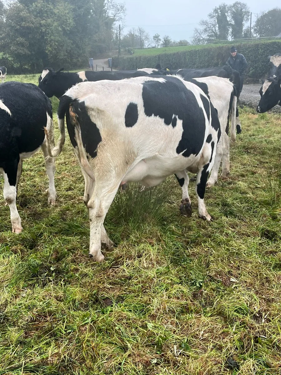 In calf heifers - Image 1