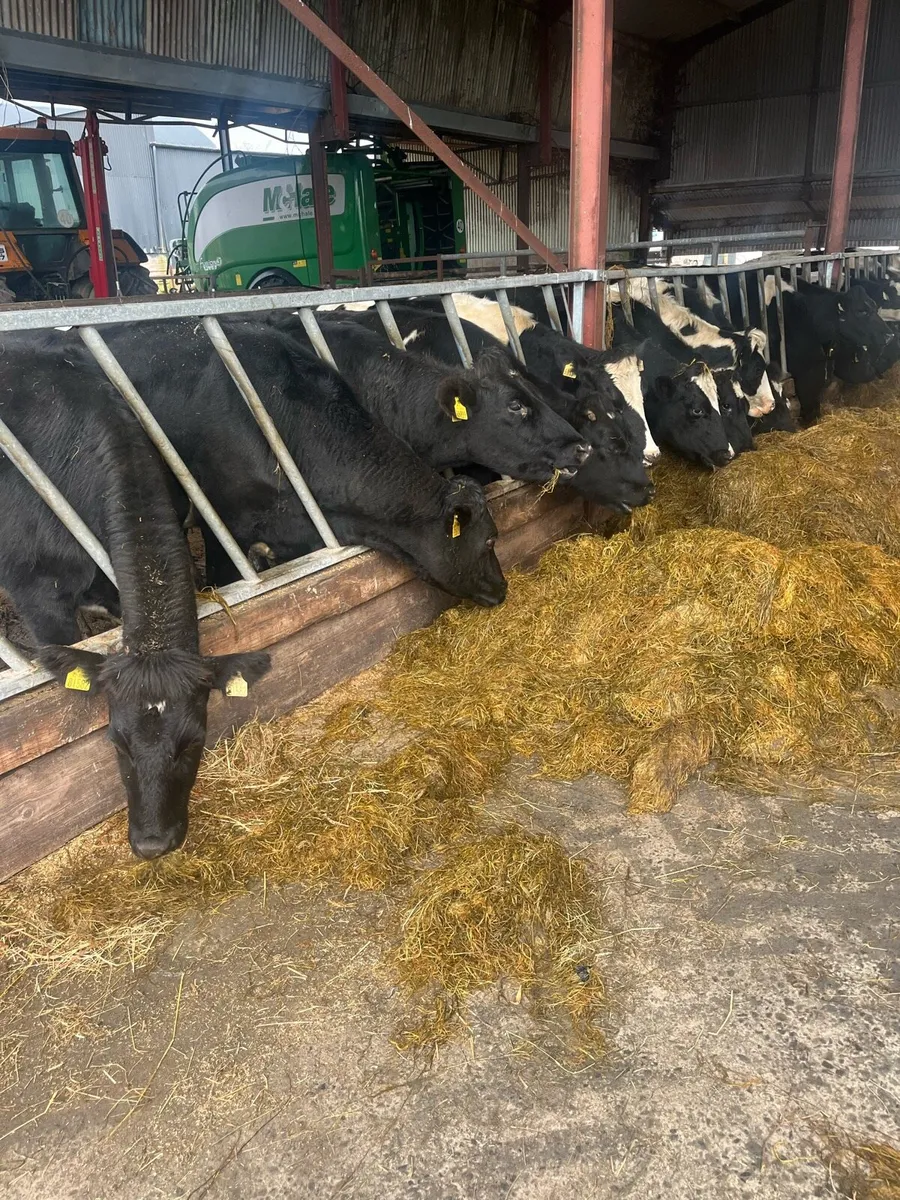 In calf heifers - Image 2