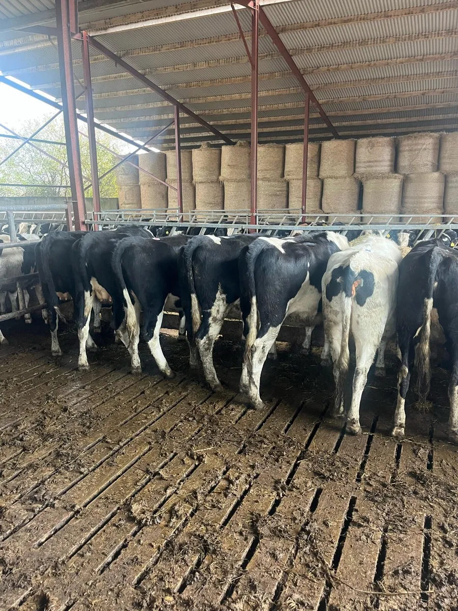 In calf heifers - Image 3