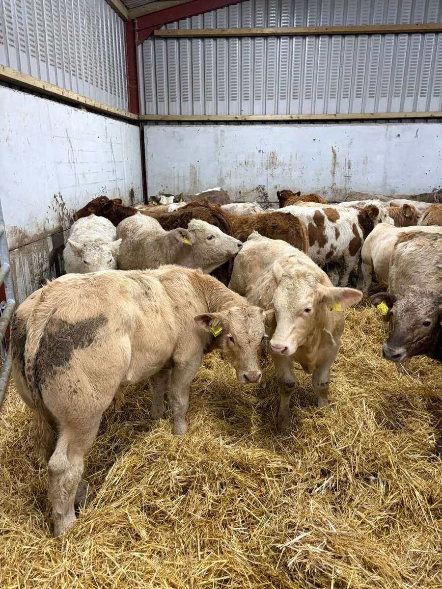 Charolais and lim bulls - Image 4