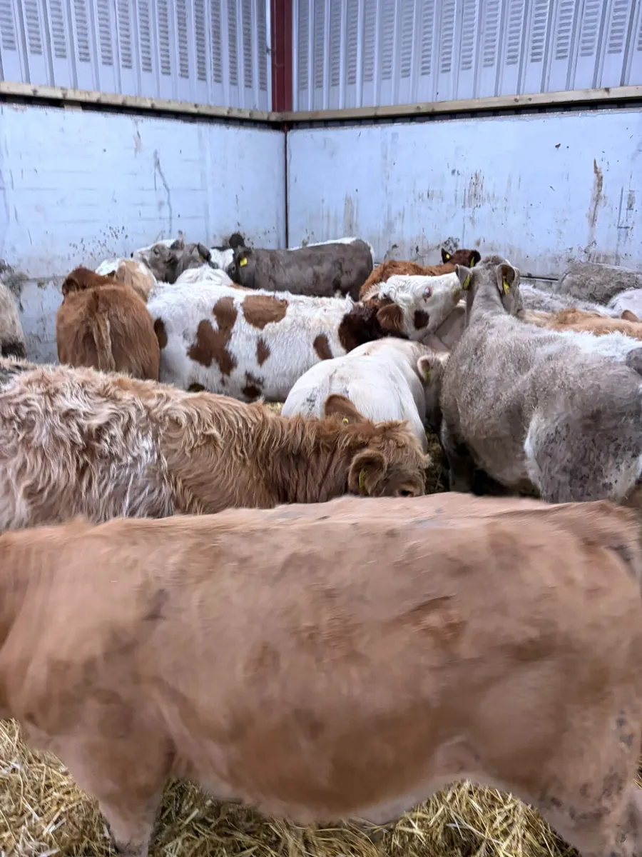 Charolais and lim bulls - Image 2