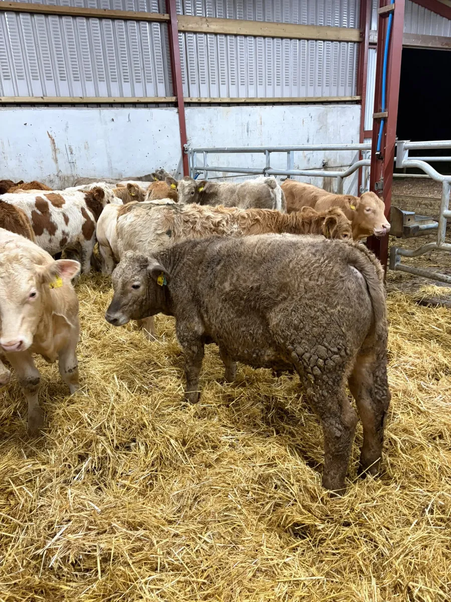 Charolais and lim bulls - Image 3