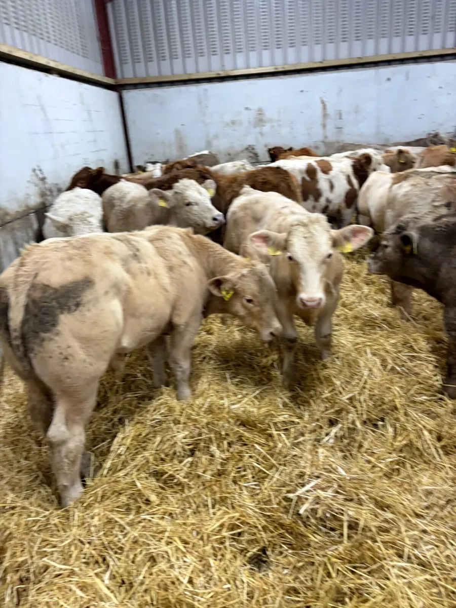 Charolais and lim bulls - Image 1
