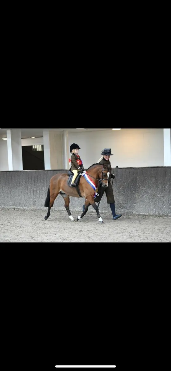 Top Class Lead Rein Show Hunter Pony - Image 4