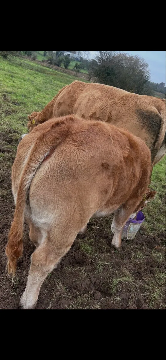 Weanling Heifers - Image 1