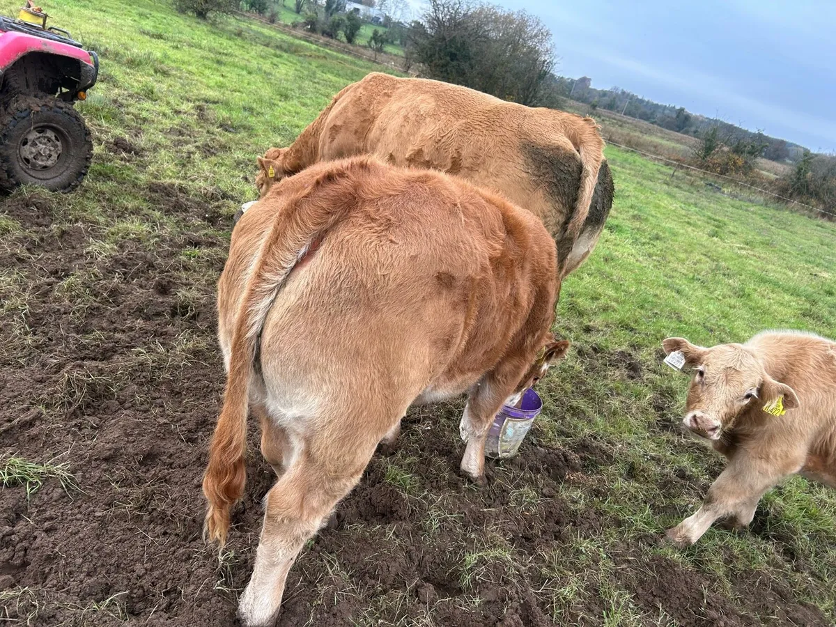 Weanling Heifers - Image 2