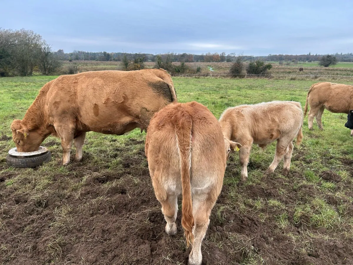 Weanling Heifers - Image 3