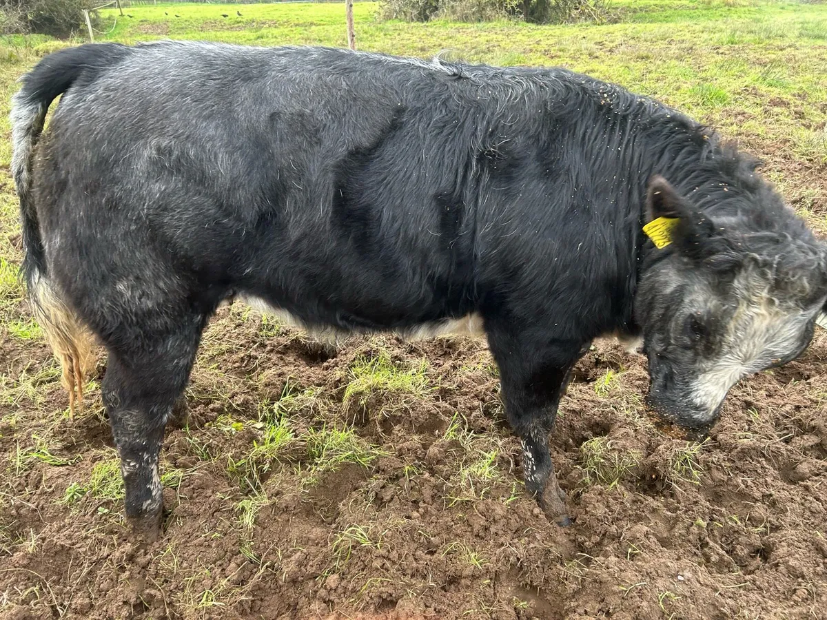 Weanling Heifers - Image 4