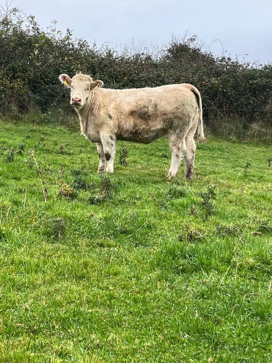 Cf52 heifer - Image 2