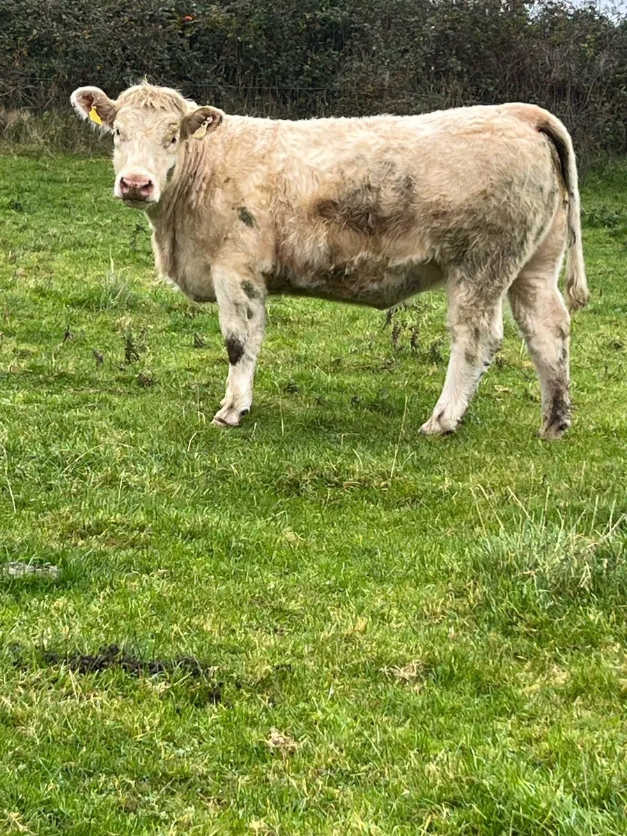 Cf52 heifer - Image 3