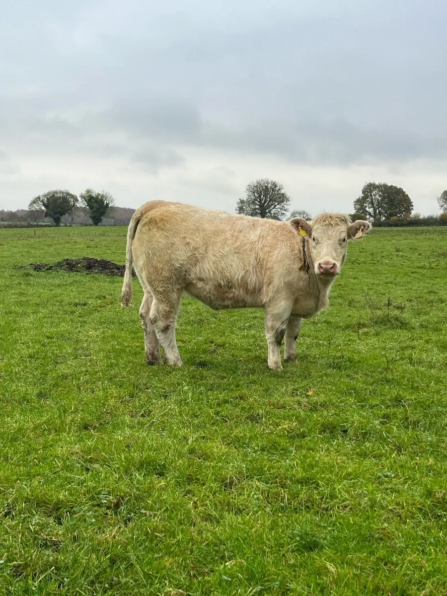Cf52 heifer - Image 1