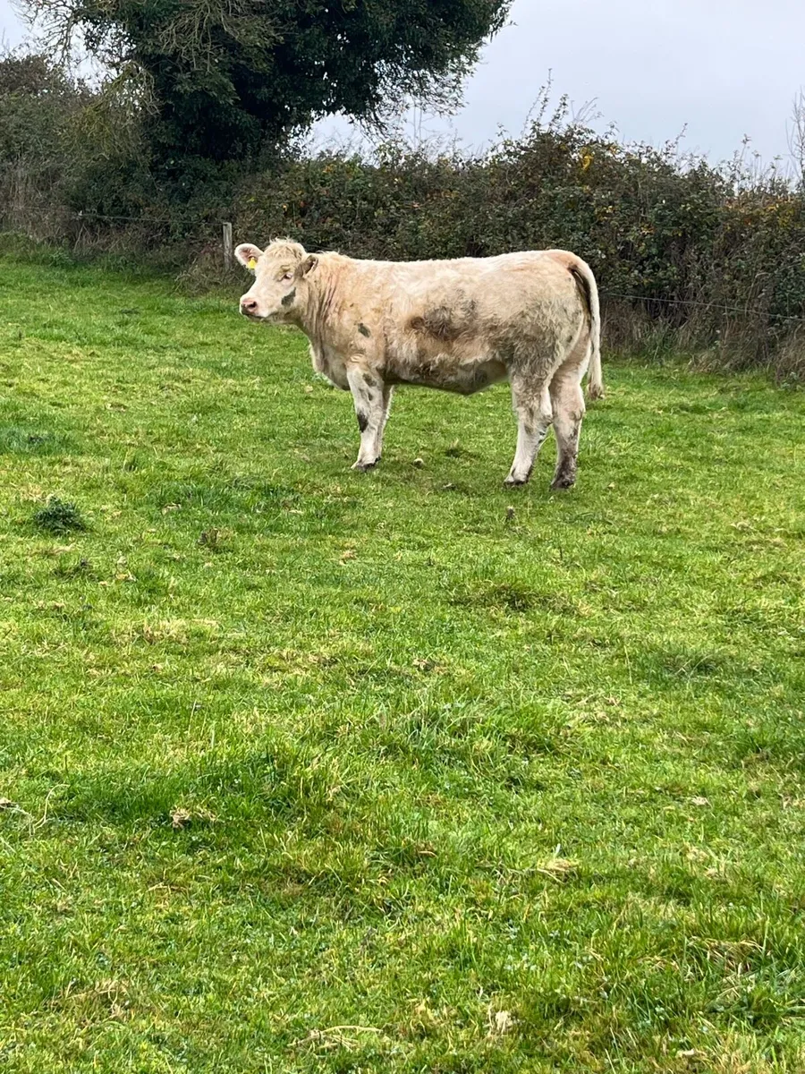 Cf52 heifer - Image 4