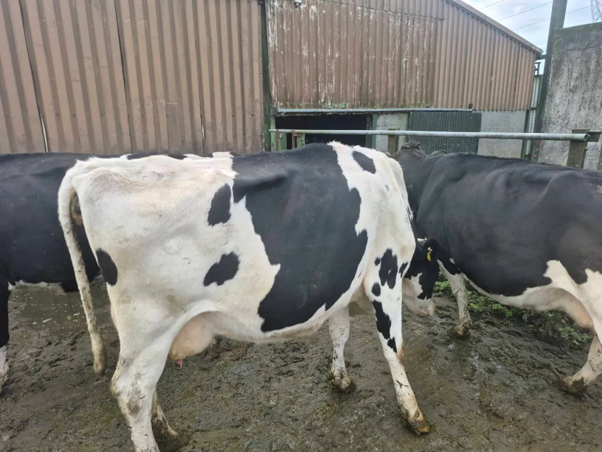 Dairy  Cows - Image 3