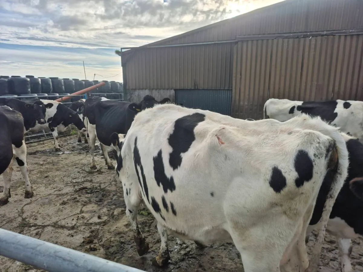 Dairy  Cows - Image 4