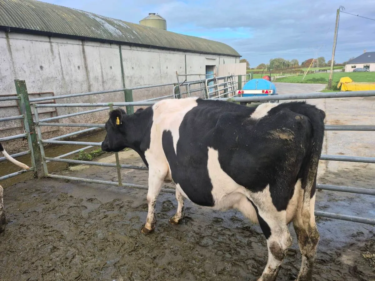 Dairy  Cows - Image 1