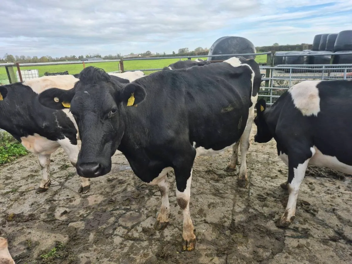 Dairy  Cows - Image 2