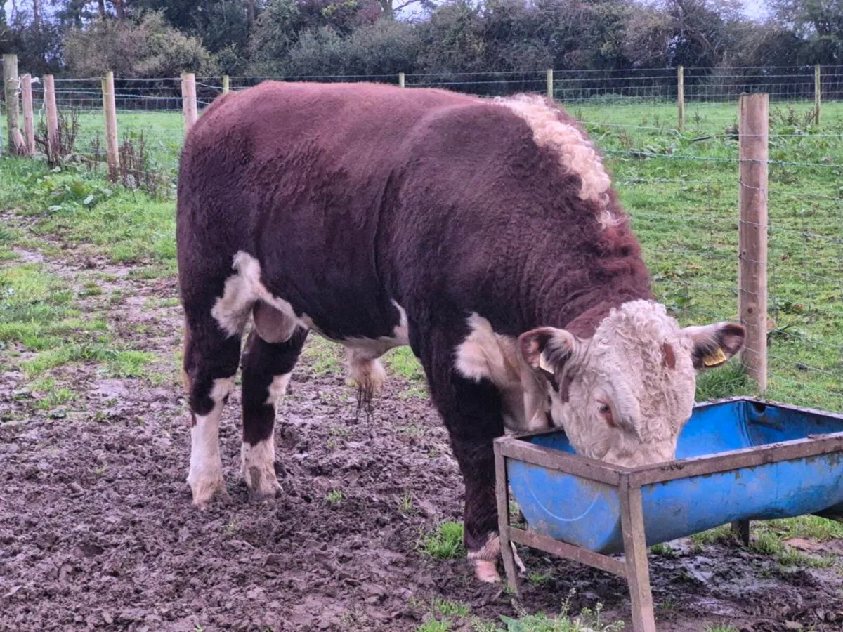 Polled hereford bull - Image 2